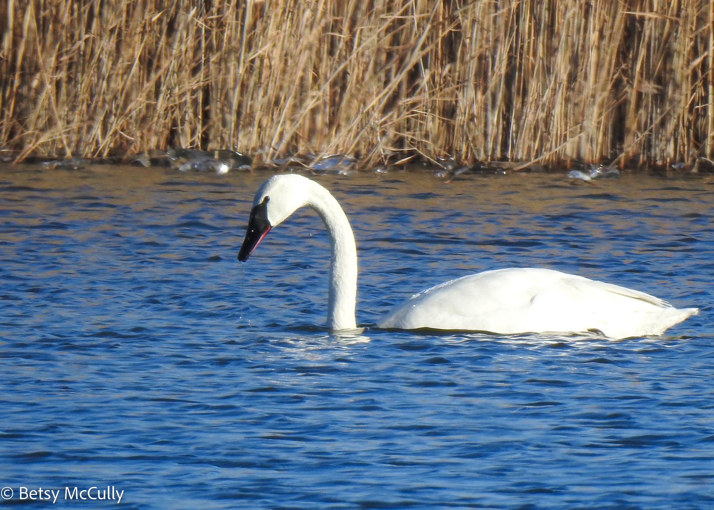 Photo of Trumpeter Swan