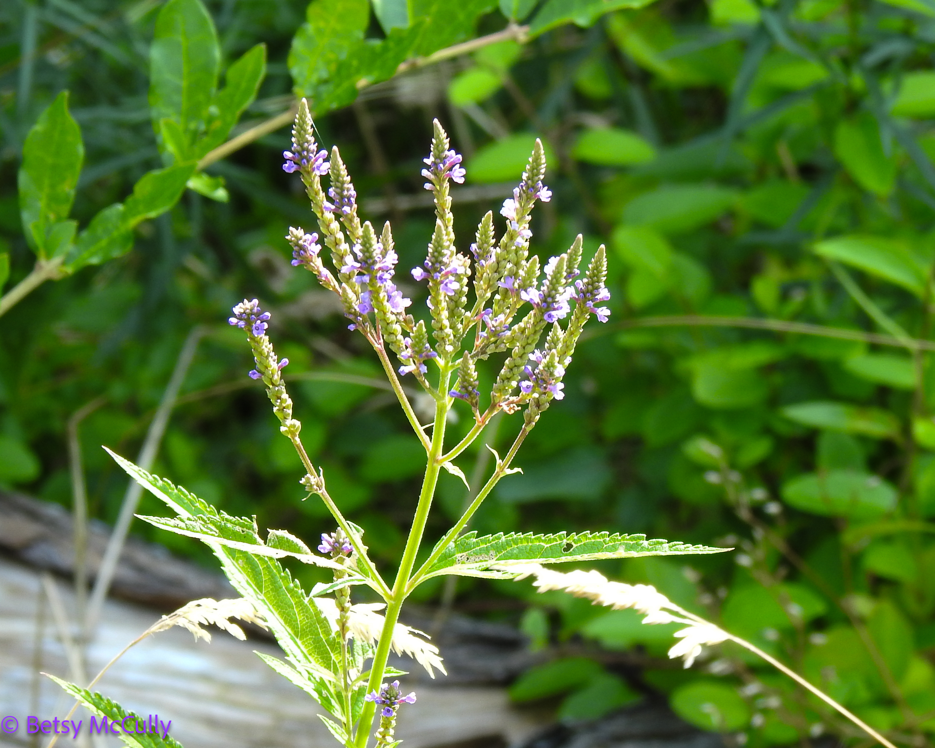 Photo of Blue Vervain