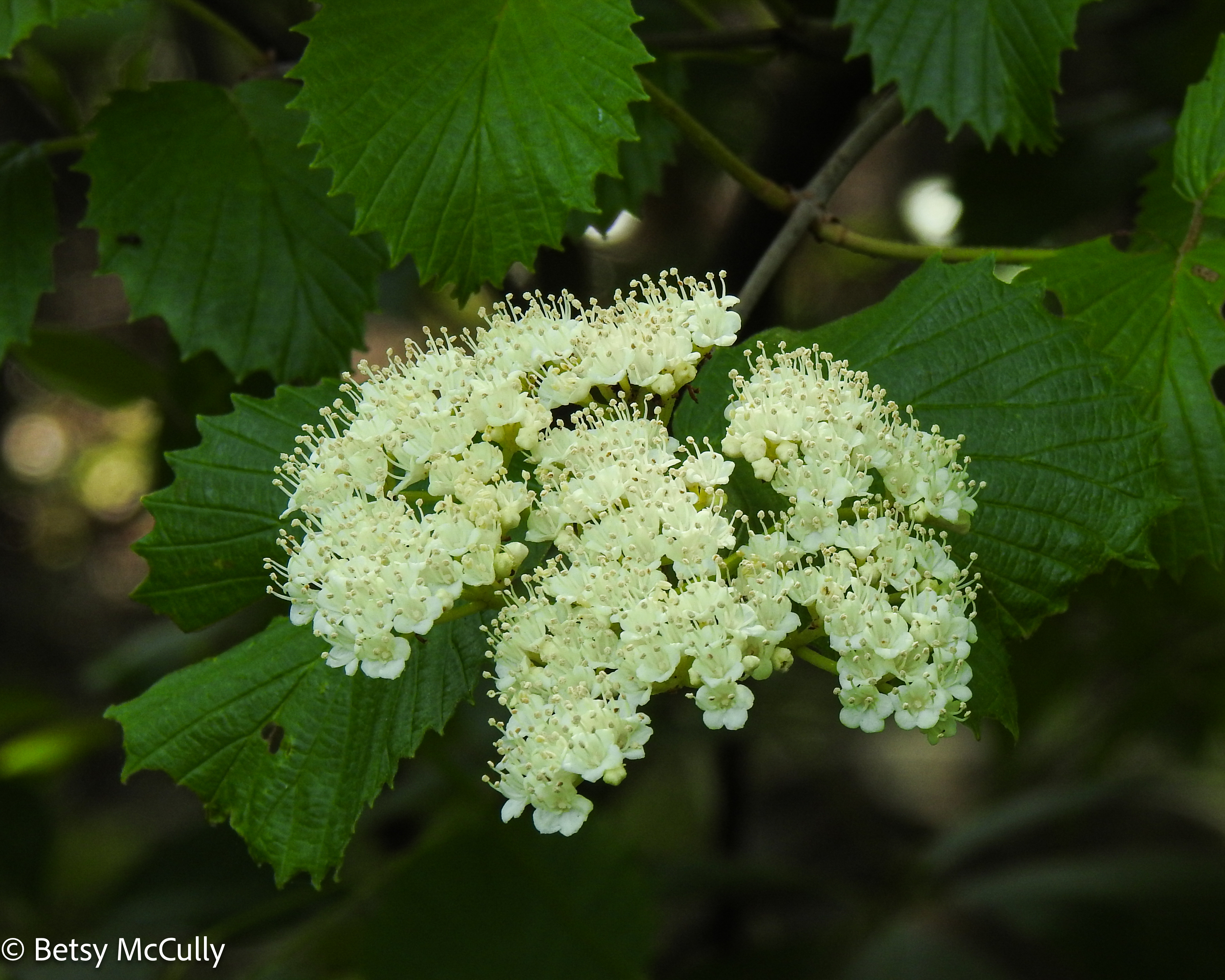 Photo of Toothed Viburnum