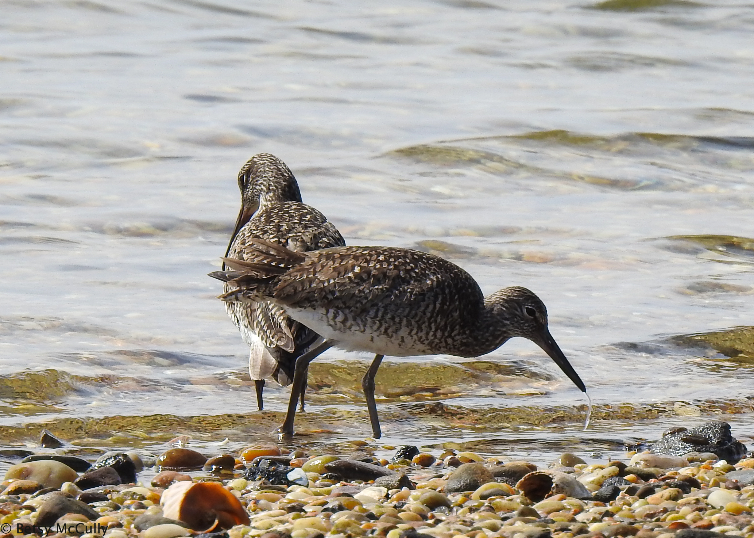 photo of Willets mating pair