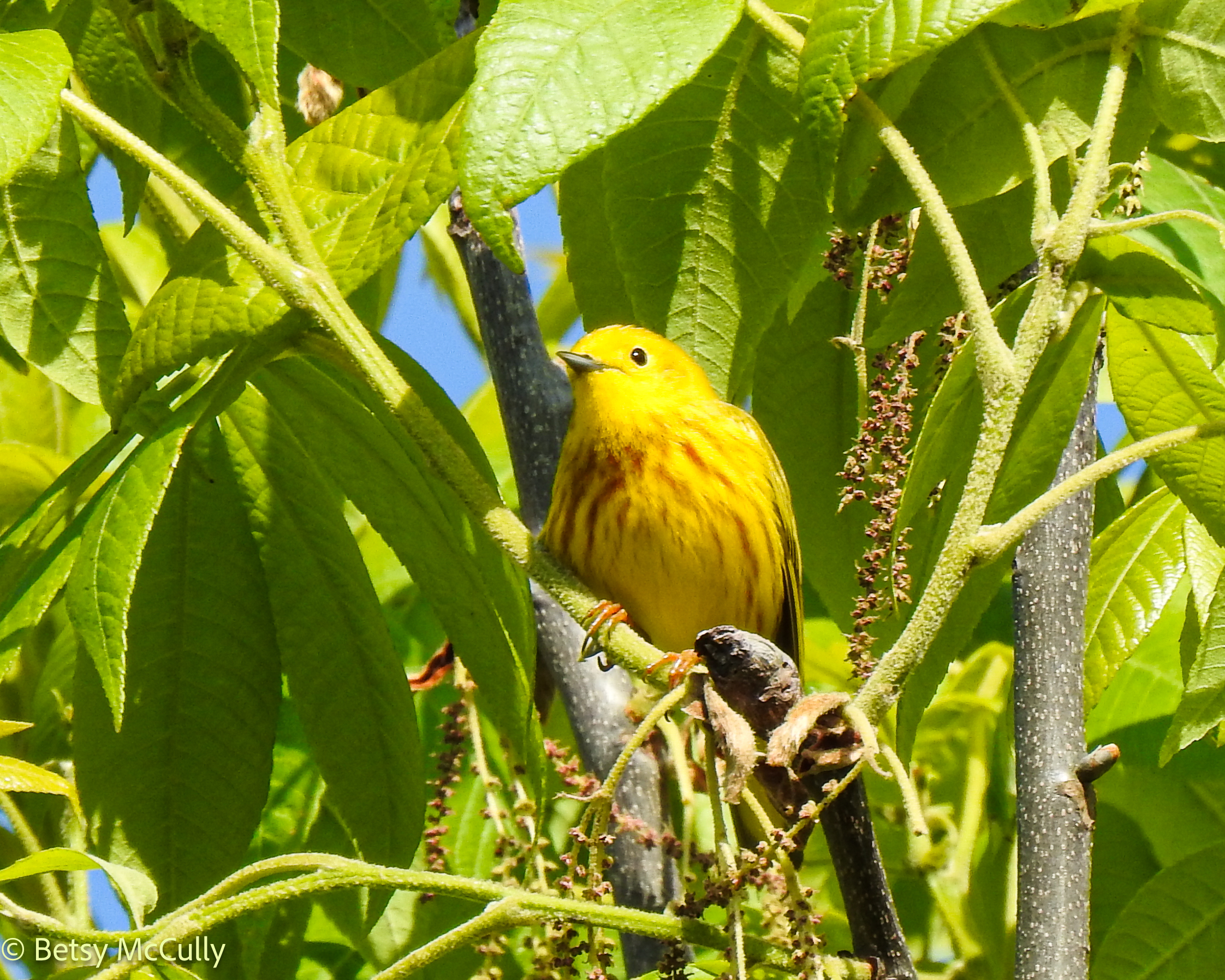 Photo of Yellow Warbler in tree.