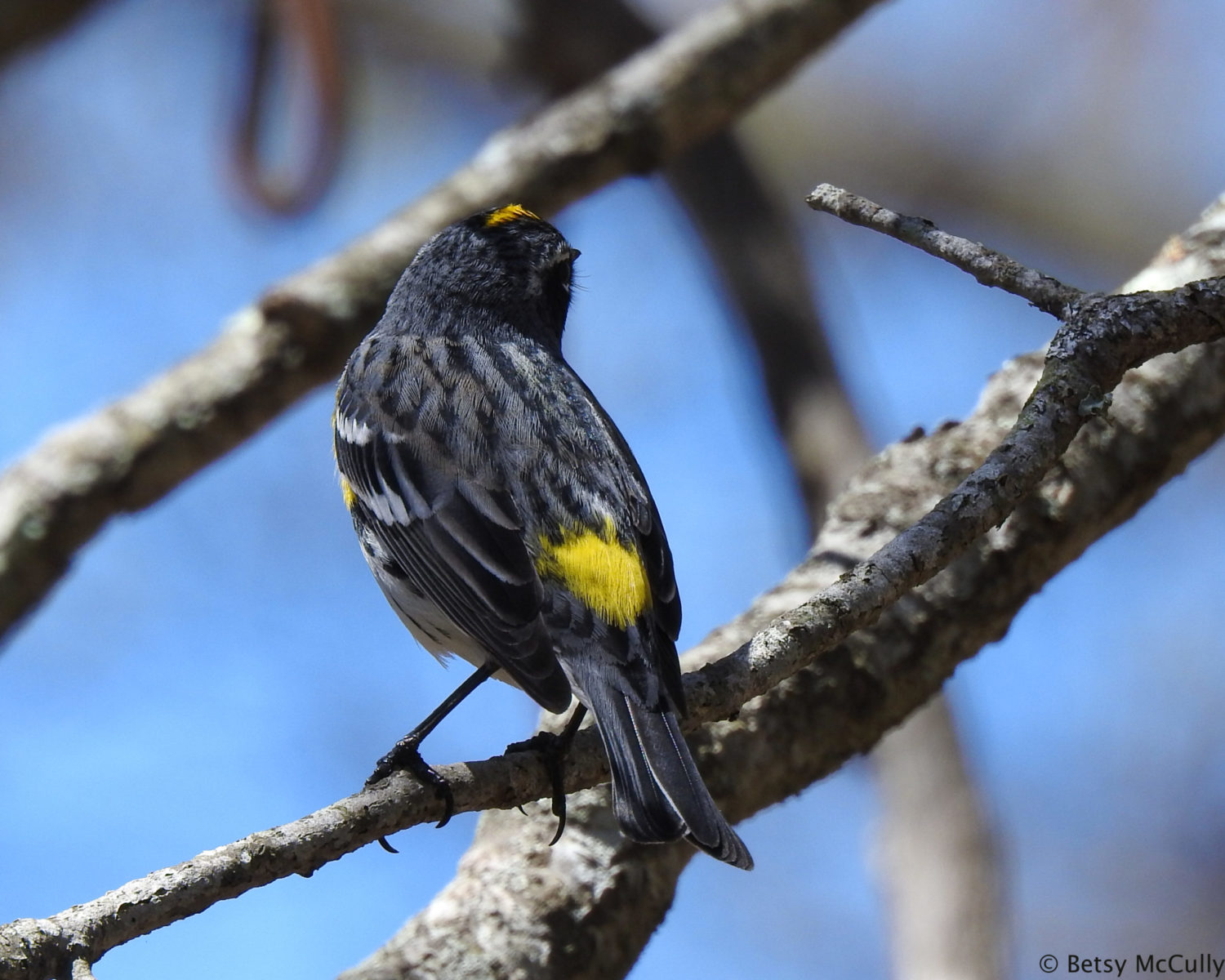 photo of yellow-rumped warbler