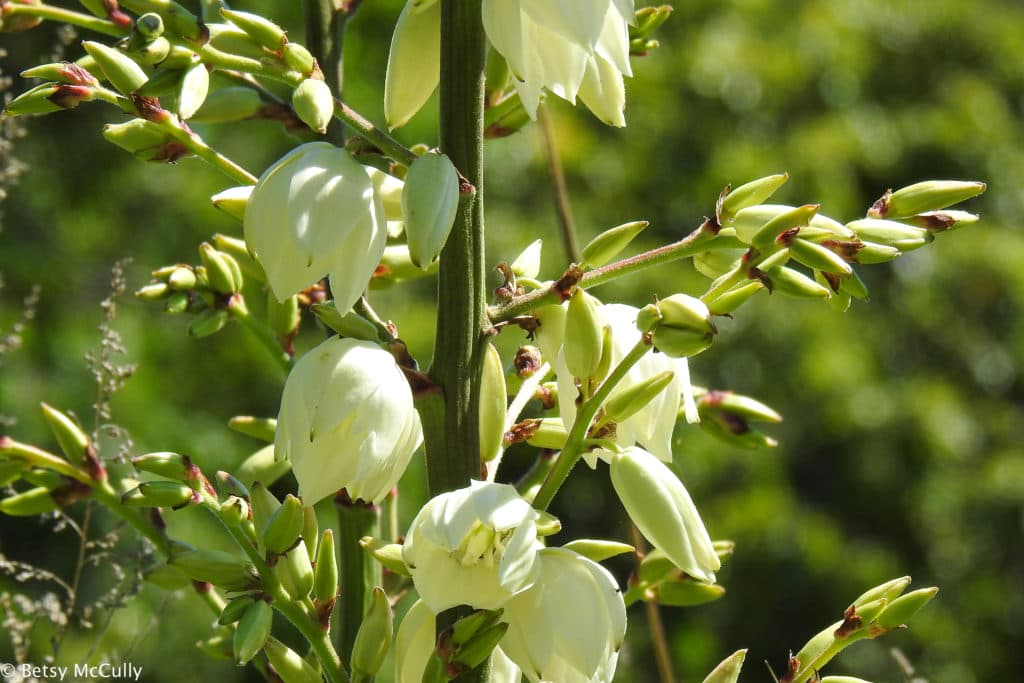yucca flowers New York Nature by Betsy McCully